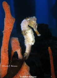Sea Horse Saint Croix Frederickted Piers by Ernesto Rodriguez 